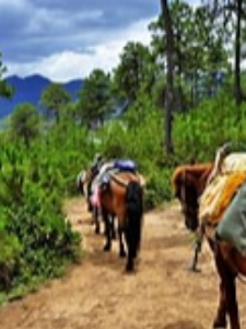 Bìa truyện Tạp Ngư Mã Nương Dã Năng Bào Hữu Mã Kỉ Niệm Ma (杂鱼马娘也能跑有马纪念吗？)